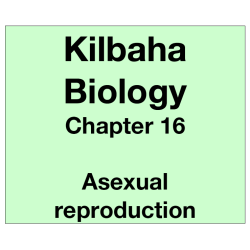 Biology Chapter 16 - Asexual Reproduction